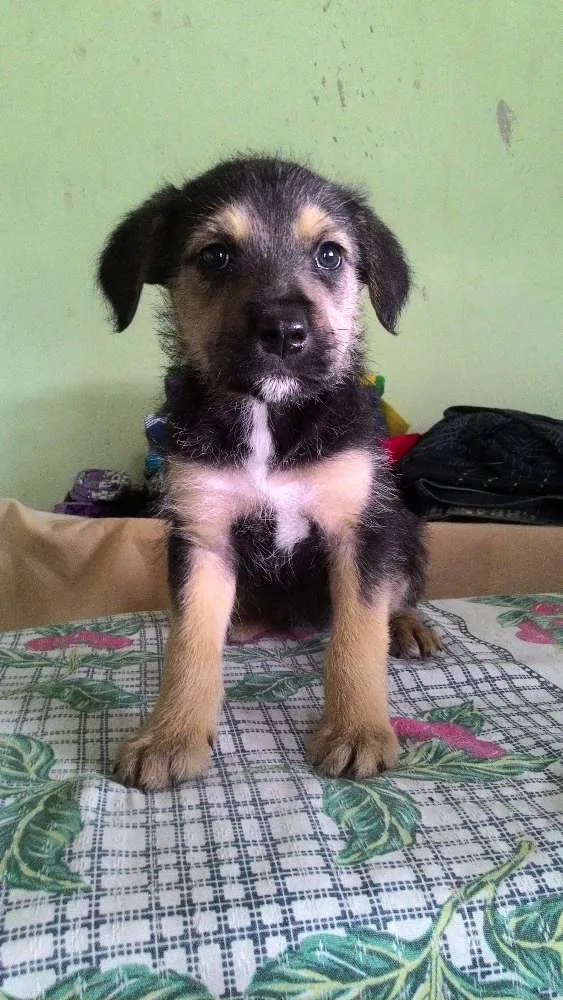 Cachorro ra a Sem raça definida idade Abaixo de 2 meses nome Mel