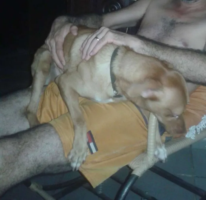 Cachorro raça Vira-lata idade 2 anos nome Fred