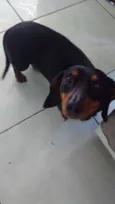 Lilica