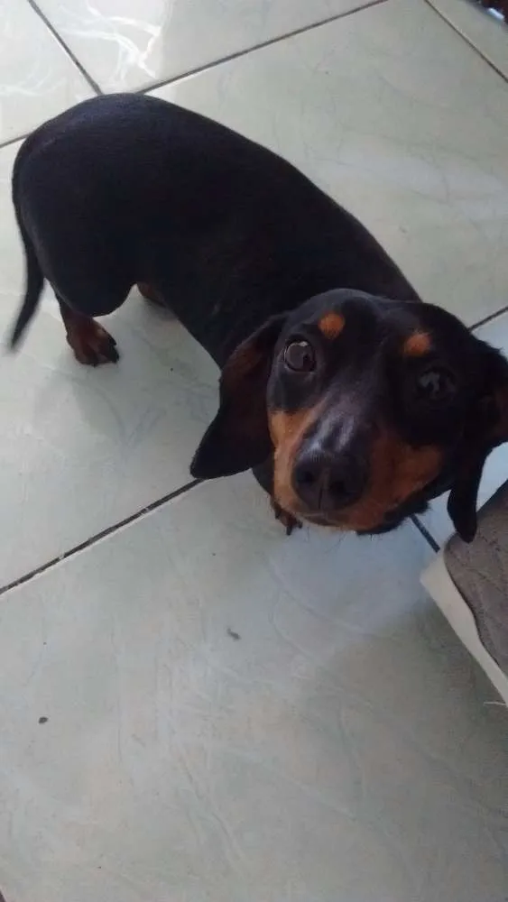 Cachorro ra a Basse idade 3 anos nome Lilica