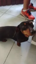 Lilica