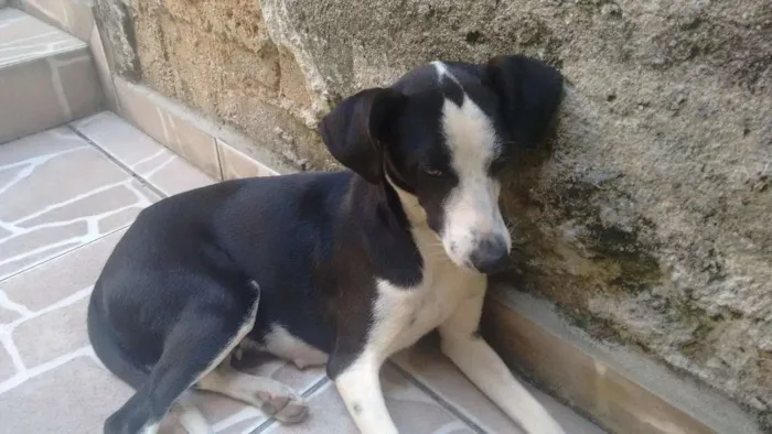 Cachorro ra a vira lata  idade 7 a 11 meses nome Juli