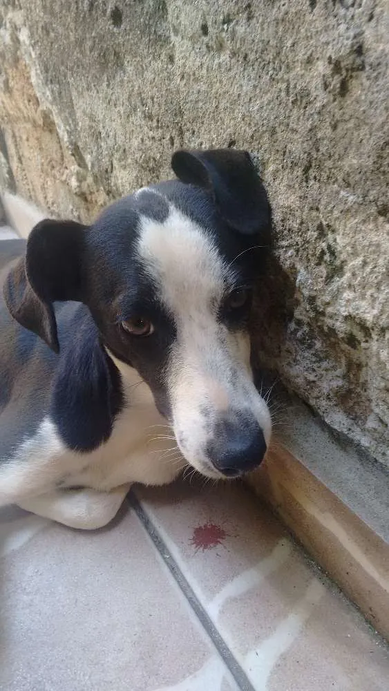 Cachorro ra a vira lata  idade 7 a 11 meses nome Juli