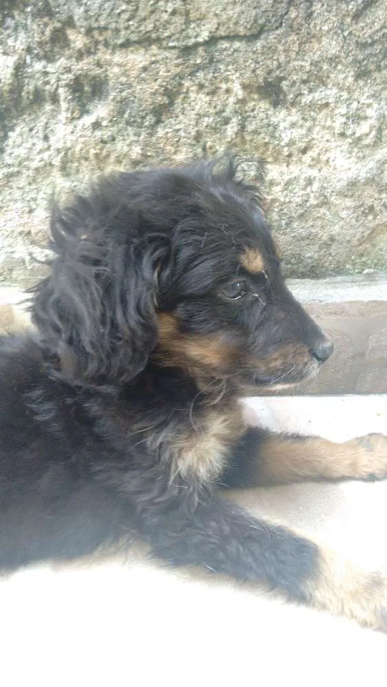 Cachorro ra a vira lata  idade 2 a 6 meses nome Juju