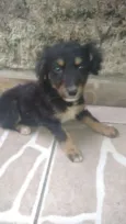 Juju