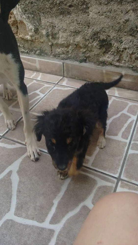Cachorro ra a vira lata  idade 2 a 6 meses nome Juju