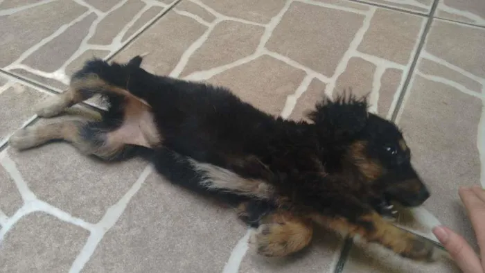 Cachorro ra a vira lata  idade 2 a 6 meses nome Juju