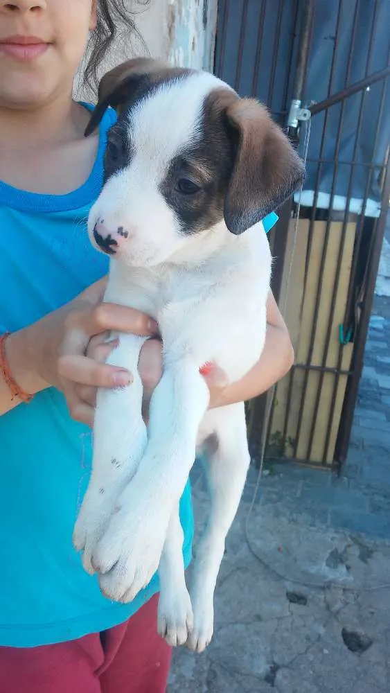 Cachorro ra a Srd idade 2 a 6 meses nome Sem nomeio