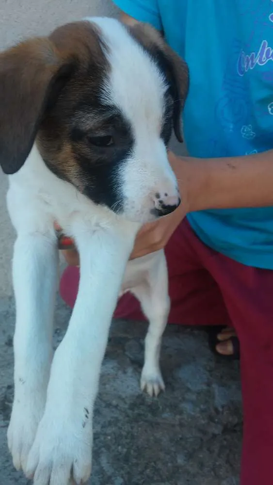 Cachorro ra a Srd idade 2 a 6 meses nome Sem nomeio