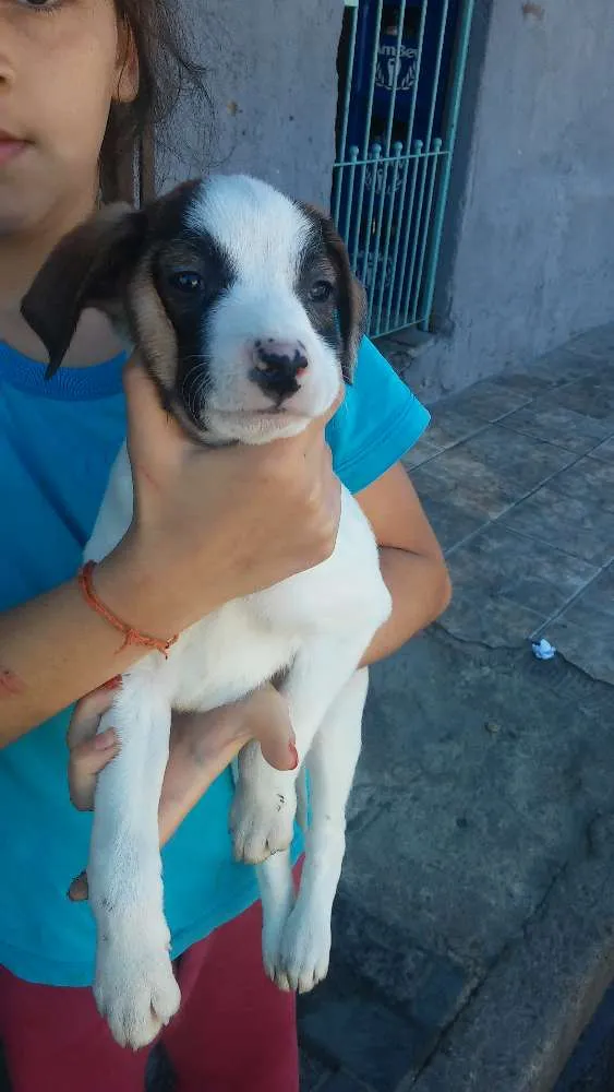 Cachorro ra a Srd idade 2 a 6 meses nome Sem nomeio