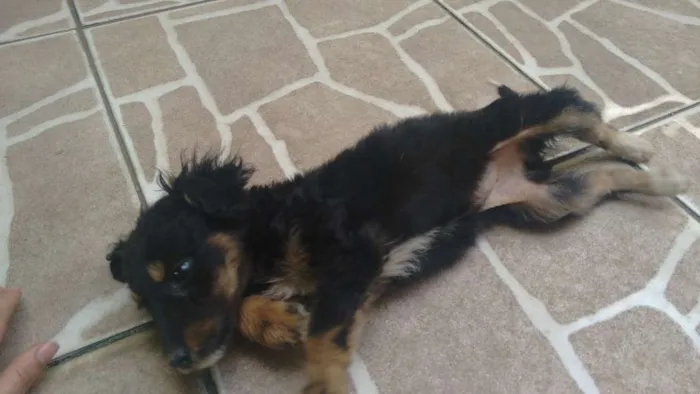 Cachorro ra a vira lata  idade 2 a 6 meses nome Juju