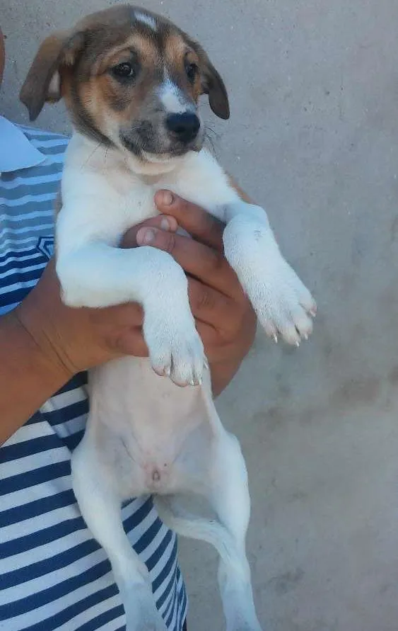 Cachorro ra a Srd idade 2 a 6 meses nome Sem nomeio