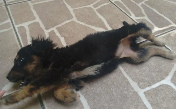 Cachorro ra a vira lata  idade 2 a 6 meses nome Juju