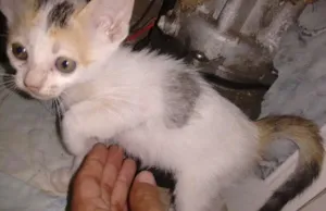 Gato raça Desconheço idade 2 a 6 meses nome Sem nome