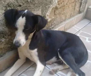 Cachorro raça vira lata  idade 7 a 11 meses nome Juli