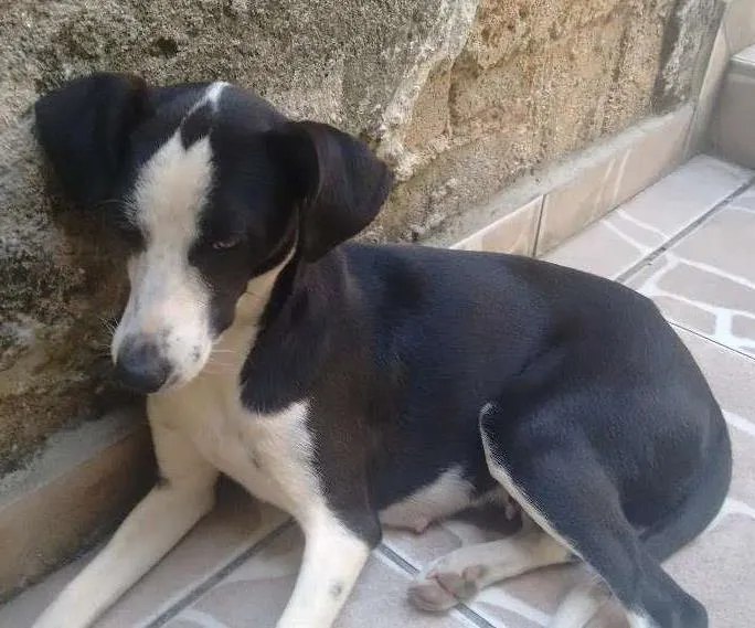 Cachorro ra a vira lata  idade 7 a 11 meses nome Juli