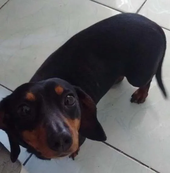 Cachorro ra a Basse idade 3 anos nome Lilica