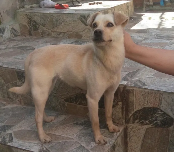 Cachorro ra a Srd idade 7 a 11 meses nome Princesinha