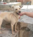 Princesinha