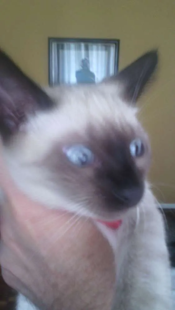 Gato raça SRD idade 2 a 6 meses nome Sem nome