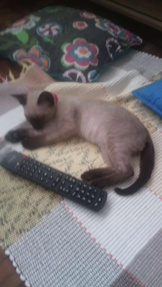 Gato raça SRD idade 2 a 6 meses nome Sem nome