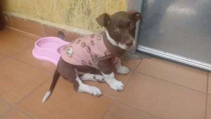 Cachorro ra a Srd idade 2 a 6 meses nome Sem nome