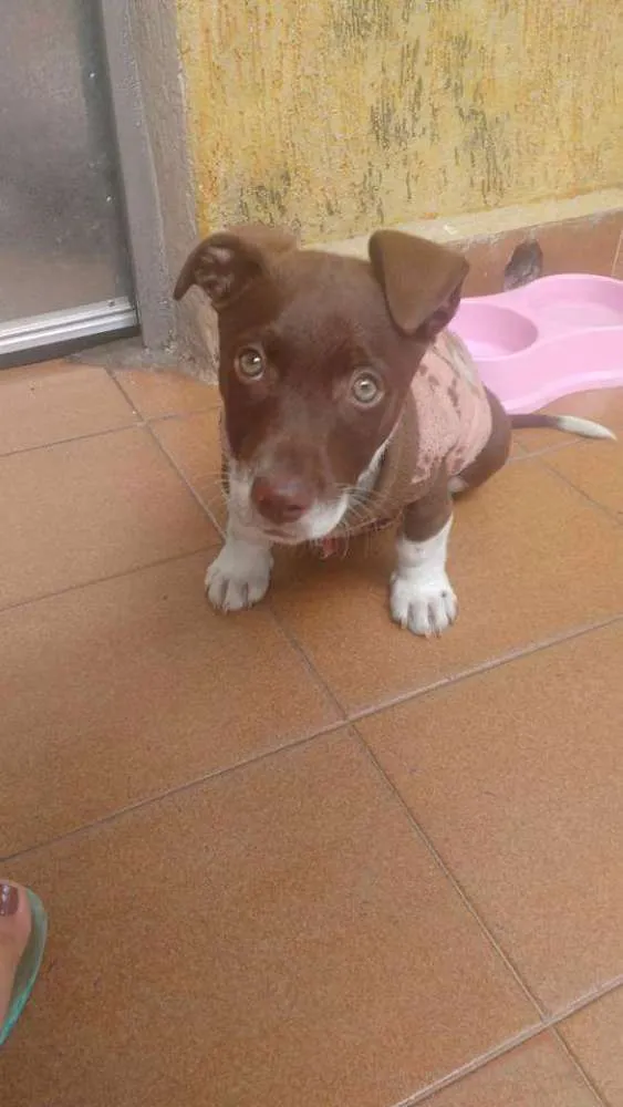Cachorro ra a Srd idade 2 a 6 meses nome Sem nome