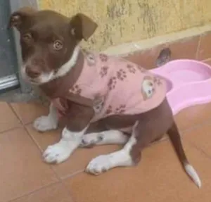 Cachorro raça Srd idade 2 a 6 meses nome Sem nome