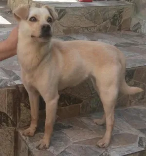 Cachorro raça Srd idade 7 a 11 meses nome Princesinha
