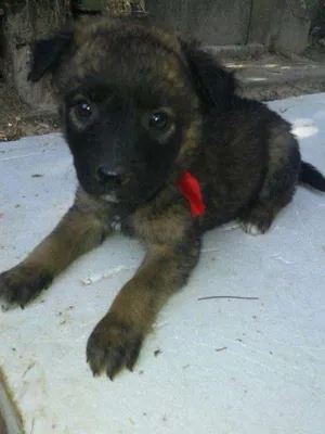 Cachorro raça SRD idade 2 a 6 meses nome Meninas lacinhos 