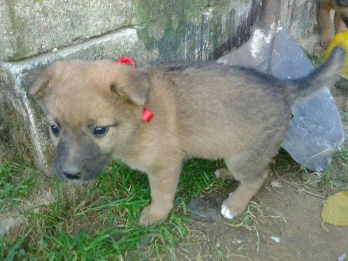 Cachorro ra a SRD idade 2 a 6 meses nome Meninas lacinhos 