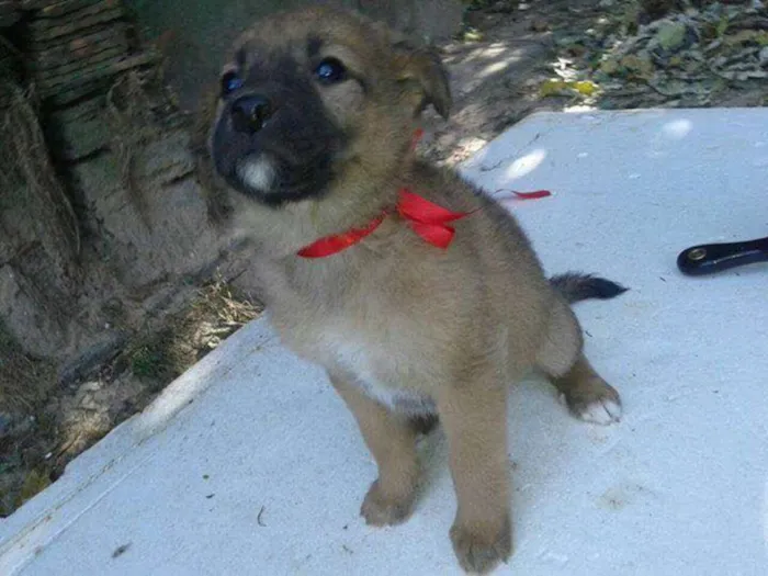 Cachorro ra a SRD idade 2 a 6 meses nome Meninas lacinhos 