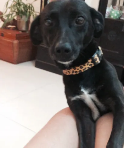 Cachorro raça Vira Lata idade 2 anos nome Pererê