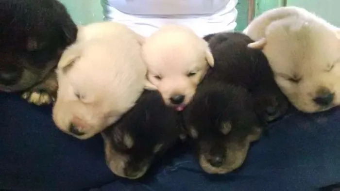 Cachorro ra a Mestiço (Golden + Husky) idade Abaixo de 2 meses nome Sem nome