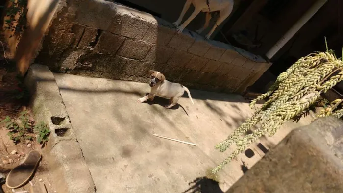 Cachorro ra a SRD idade 2 a 6 meses nome Sem nomes