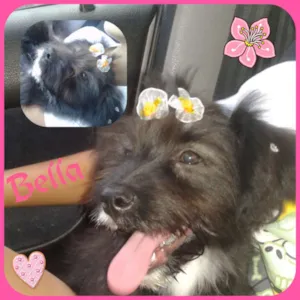 Cachorro raça Sed idade 2 a 6 meses nome Bella