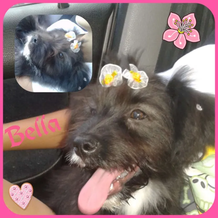 Cachorro ra a Sed idade 2 a 6 meses nome Bella