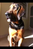 Bruce