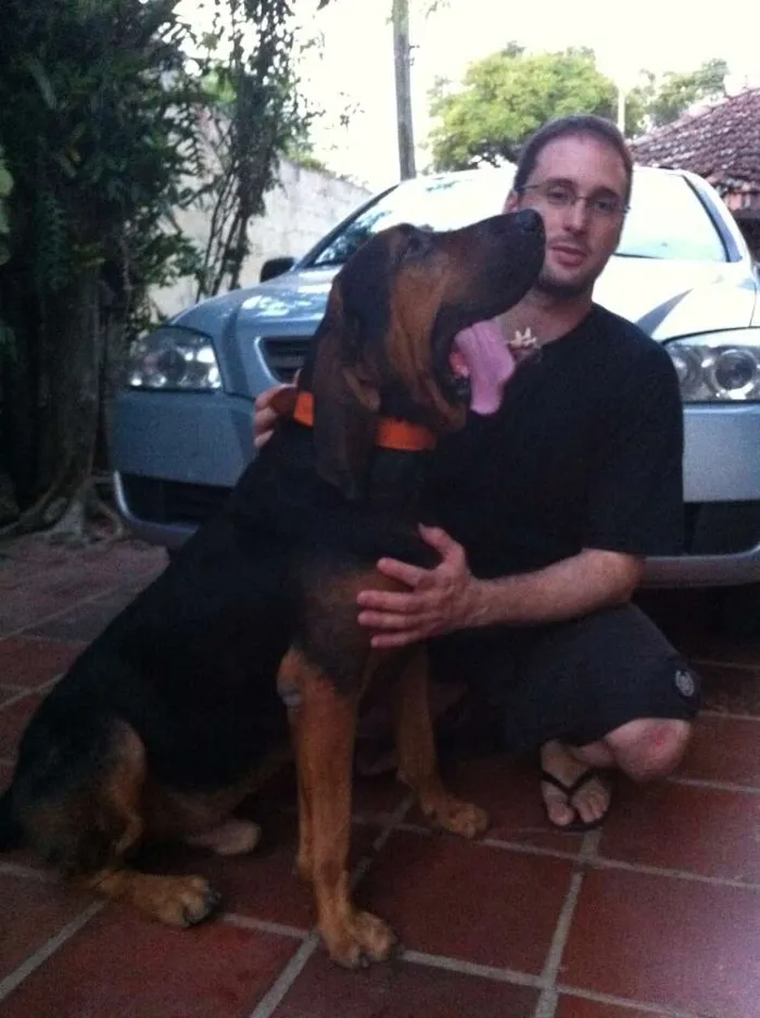 Cachorro ra a BloodHound idade 6 ou mais anos nome Bruce