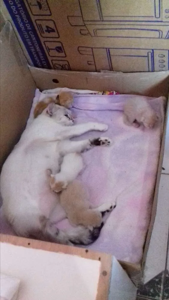 Gato raça  idade Abaixo de 2 meses nome Gatos fofos d+