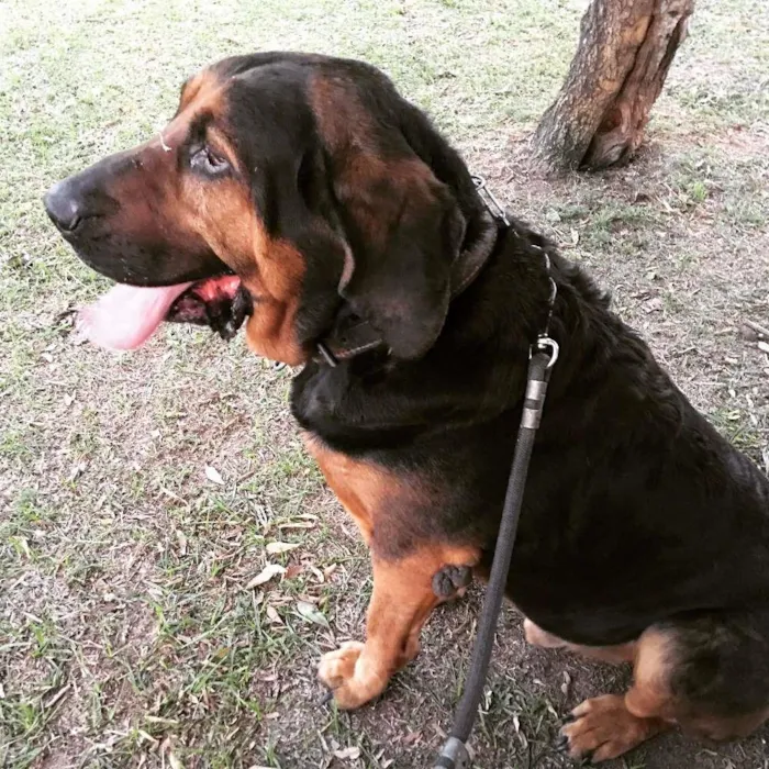 Cachorro ra a BloodHound idade 6 ou mais anos nome Bruce