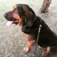 Bruce