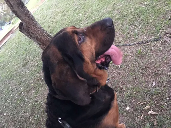 Cachorro ra a BloodHound idade 6 ou mais anos nome Bruce