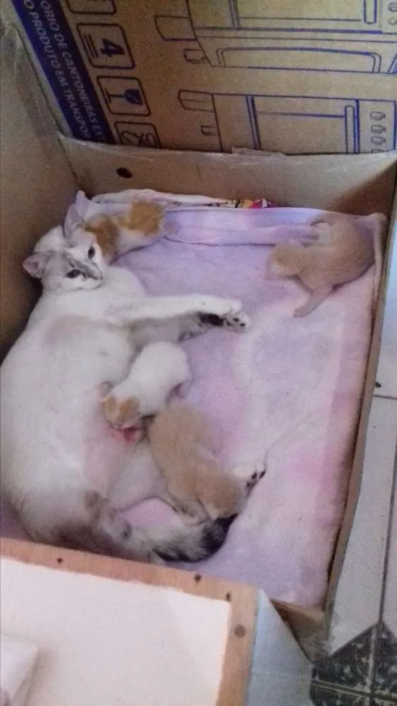 Gato raça  idade Abaixo de 2 meses nome Gatos fofos d+