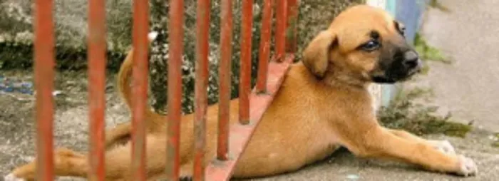 Cachorro ra a  idade 2 anos nome beatriz
