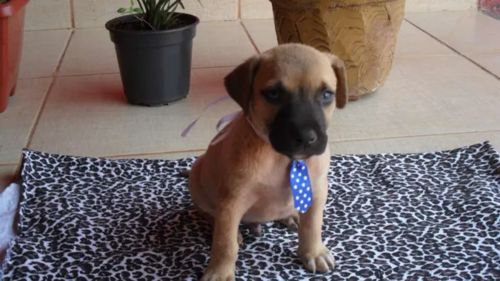 Cachorro ra a Não definida idade Abaixo de 2 meses nome MARLEY