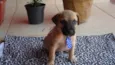 MARLEY
