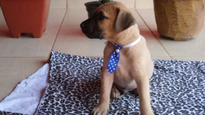 Cachorro ra a Não definida idade Abaixo de 2 meses nome MARLEY