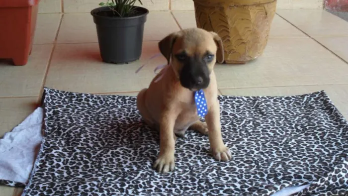 Cachorro ra a Não definida idade Abaixo de 2 meses nome MARLEY