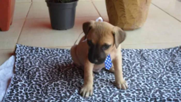 Cachorro ra a Não definida idade Abaixo de 2 meses nome MARLEY